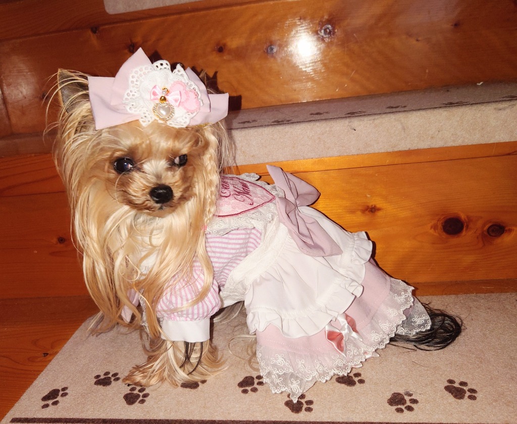 きゃんナナ　Mサイズ　アリスシャツ　ピンクトップス CanNana アリス 不思議の国のアリス ピンク 犬服 シャツ
