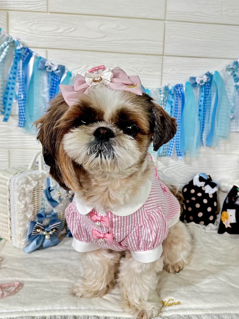 CanNana アリス 不思議の国のアリス ピンク 犬服 シャツ