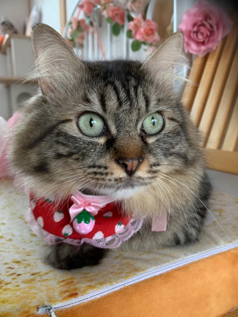 1件目のレビュー画像 | 0