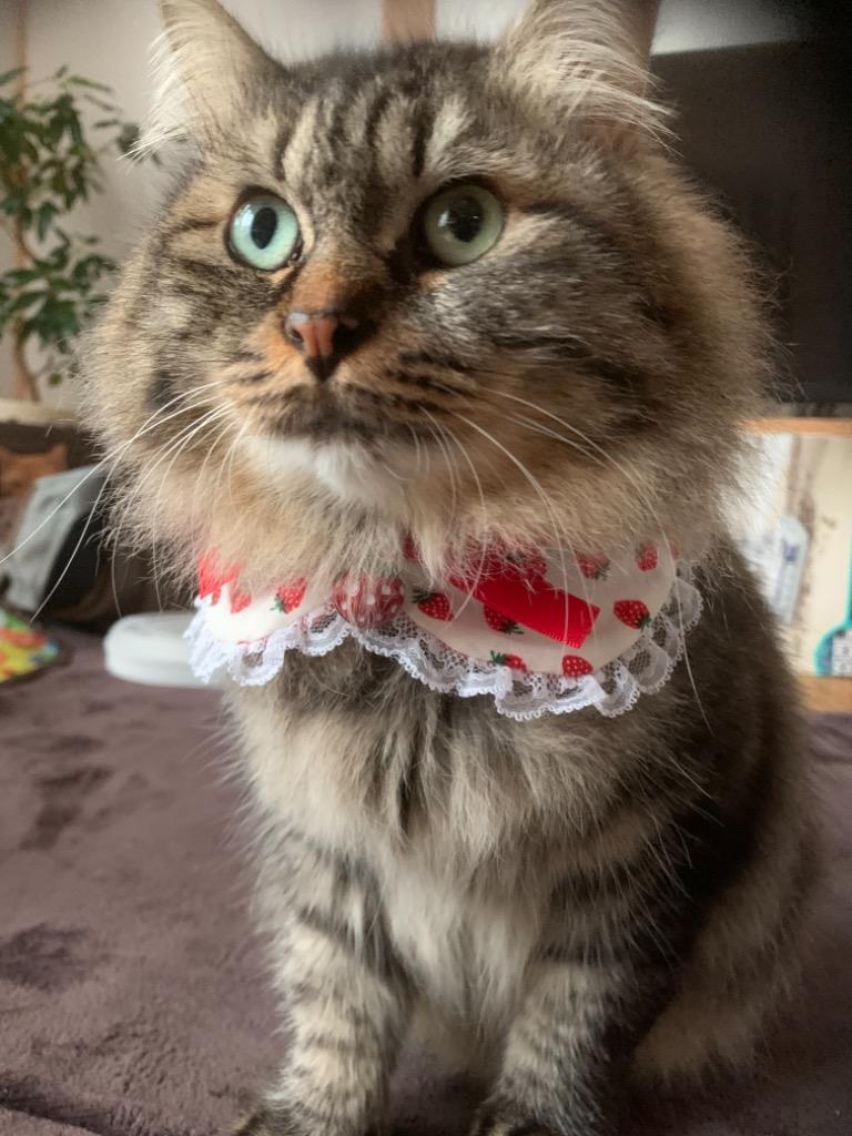 猫 首輪 猫首輪 猫用首輪 ねこ かわいい 軽量 パッチンケープ 小粒 苺 :10000252:ペットグッズ キャンリボ 通販  