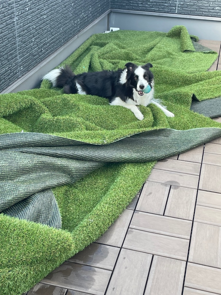 8件目のレビュー画像 | 0