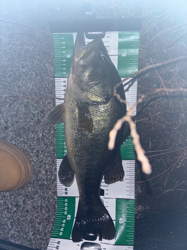 Megabass（メガバス） バスロッド レヴァンテ SP JP F2-69LVS