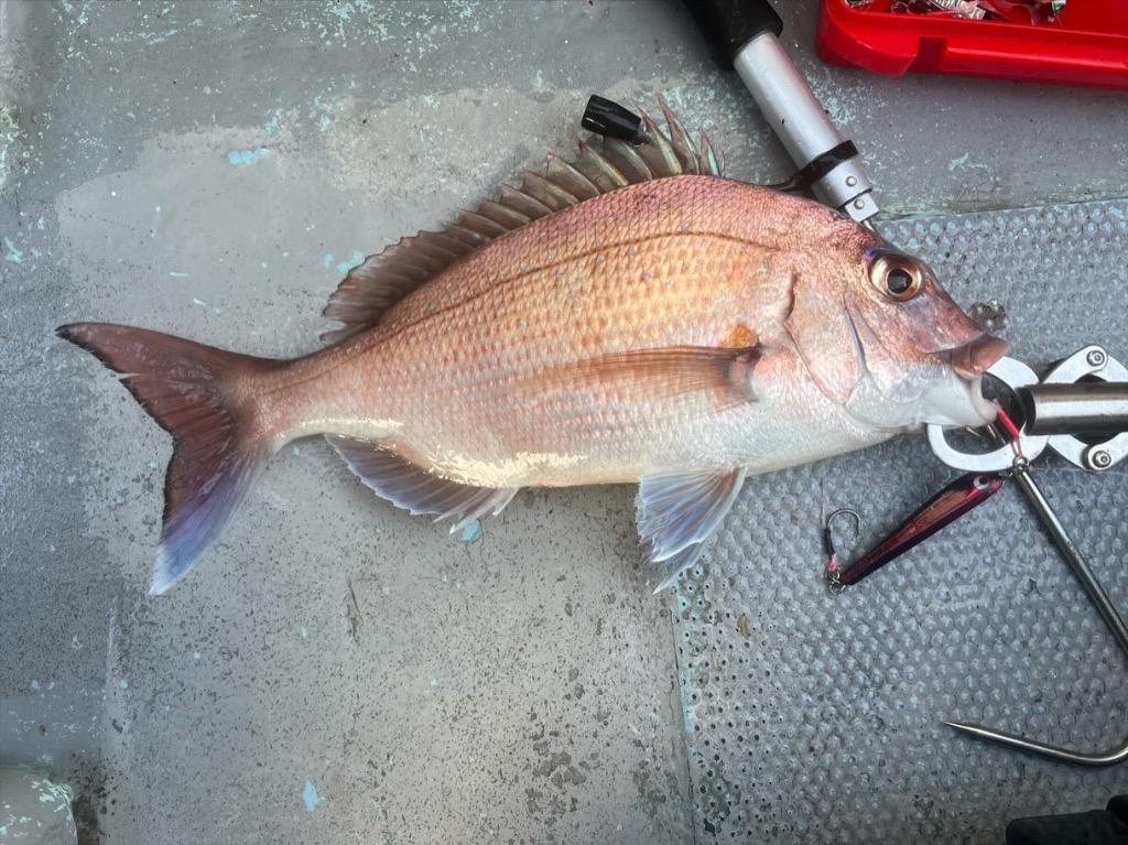 DAIWA - ダイワ オフショアロッド ソルティガ SLJ 62MS-SMT 2021モデル DAIWA（釣り） ダイワ オフショアロッド ソルティガ SLJ 62MS