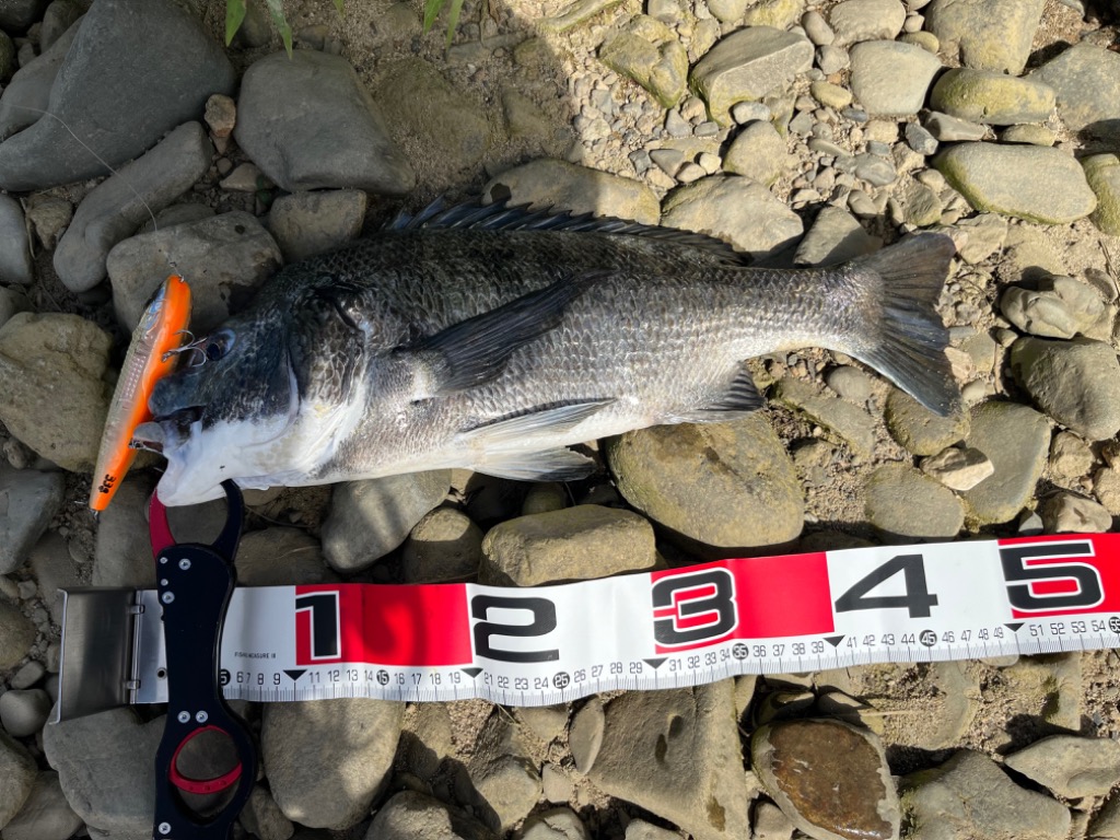 21 LABRAX AGS 96M/N シーバスロッド Daiwa 21 Labrax AGS 96M/ N (Spinning 2 Piece)