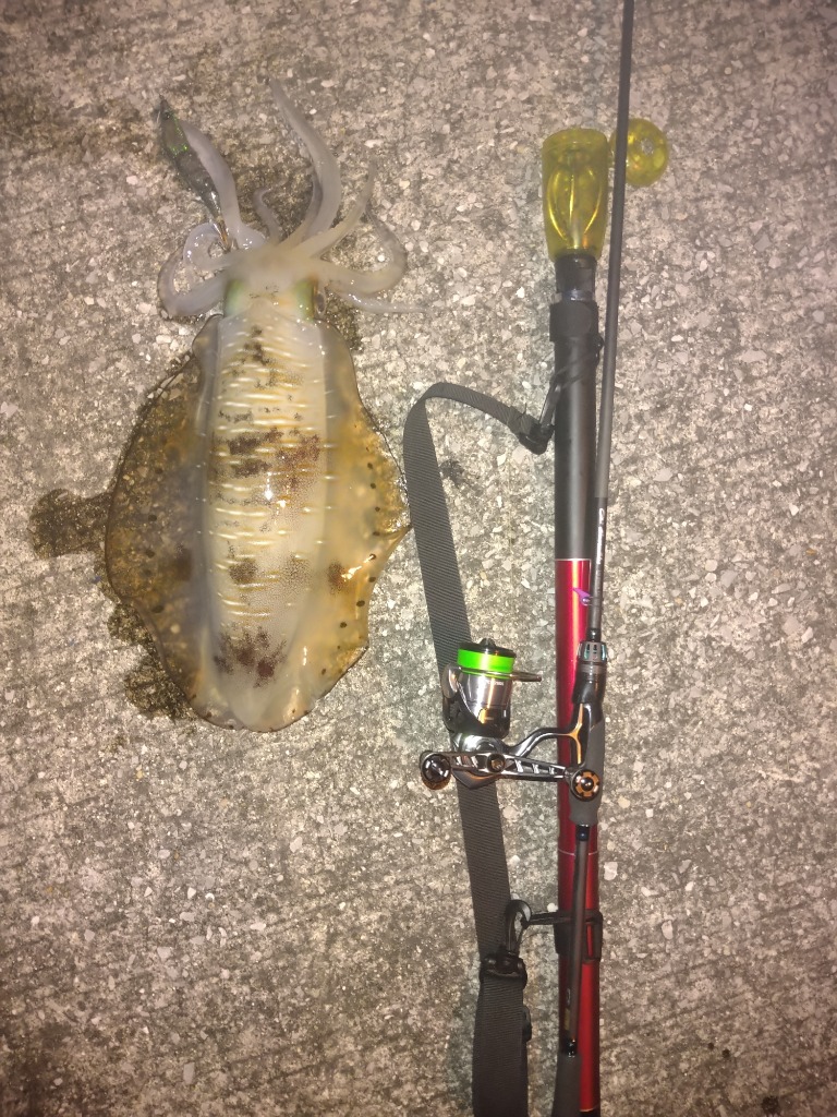 DAIWA（釣り） 24 エメラルダス AIR 89MLM・K 釣り エギング