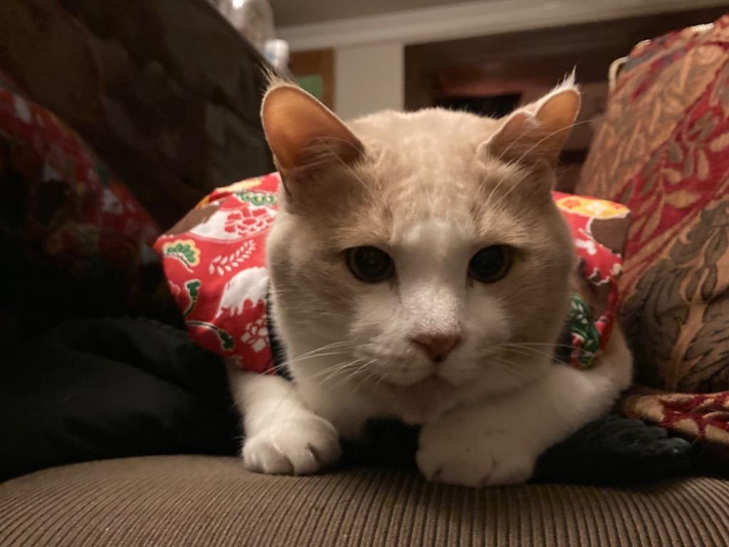 Petio ネコポス便可能 ペティオ 猫用 ちゃんちゃんこ Mサイズ＆Lサイズ