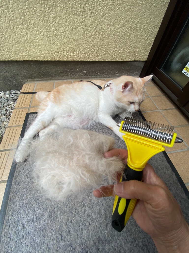 レビュー画像