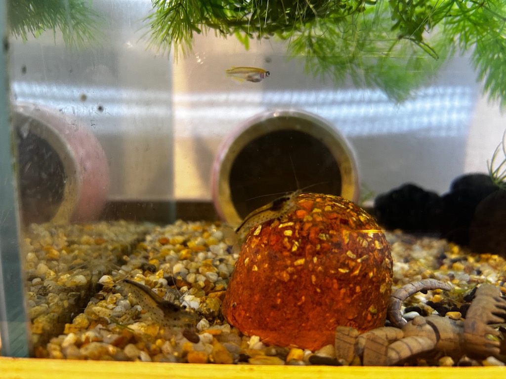 全体のレビュー画像 | 0-0