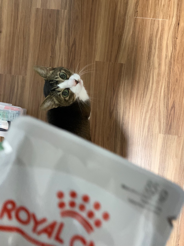 ロイヤルカナン（ROYAL CANIN） 猫 エイジング 12＋ 85g 1箱48