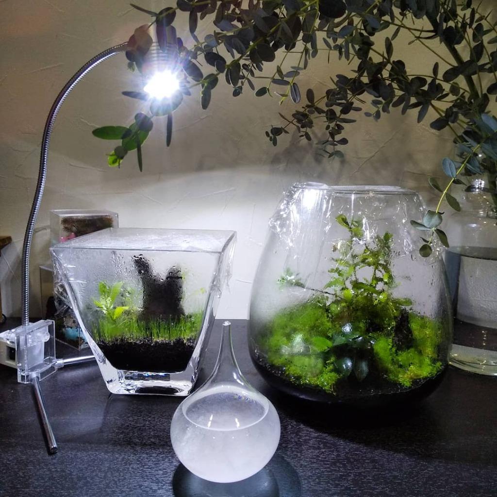 ＧＥＸ 水草・植物を育てるライト クリアＬＥＤ リーフグロー 卓上
