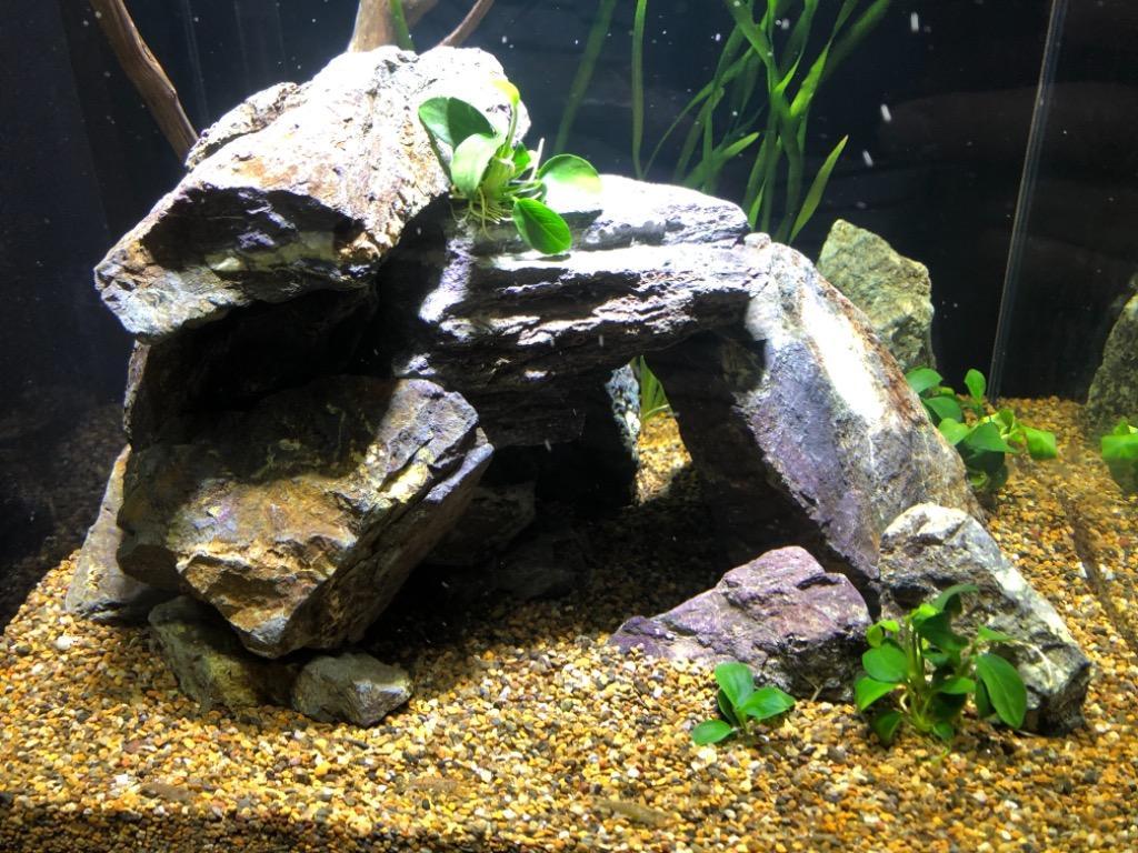 チャーム（ペット） 形状お任せ 風山石 サイズミックス 5kg 国産品