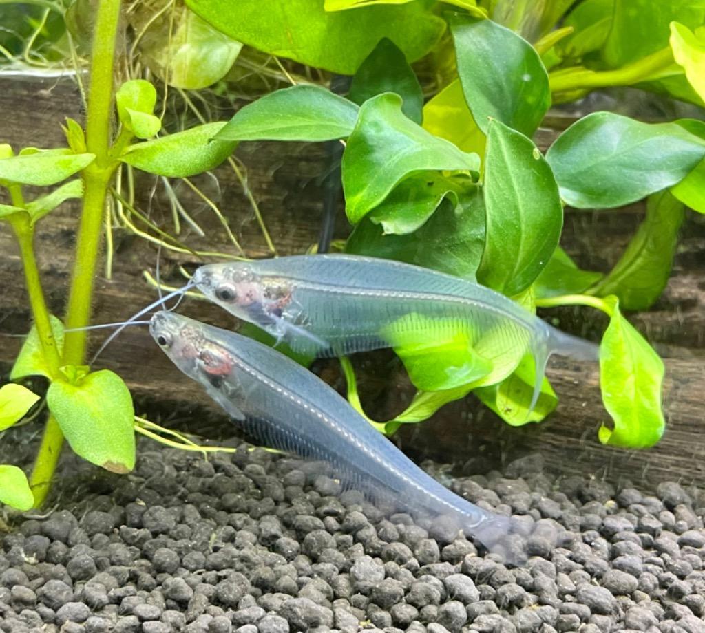 SHU様 確認用　5.8 catfish SHU様 確認用 5.8 catfish Coverfishes2020