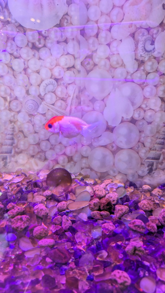 チャーム（ペット） （国産金魚）オタマ金魚ミックス（10匹
