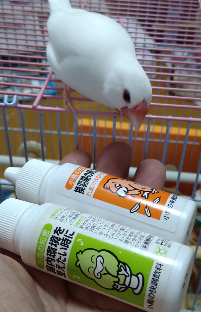 トーラス　小鳥の知恵　快腸飲料　３０ｍｌ　鳥　サプリメント　サプリ　インコ