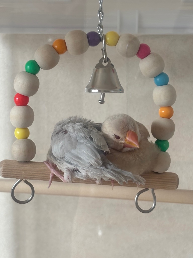 三晃商会 バードトイ スウィング S 鳥 おもちゃ ブランコ : チャーム