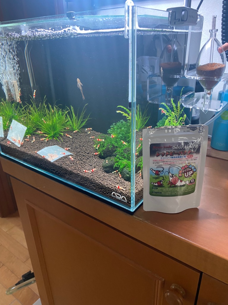 シラクラ レッドビーバクター 1g×6ケ入 エビ 飼育 : チャーム charm 