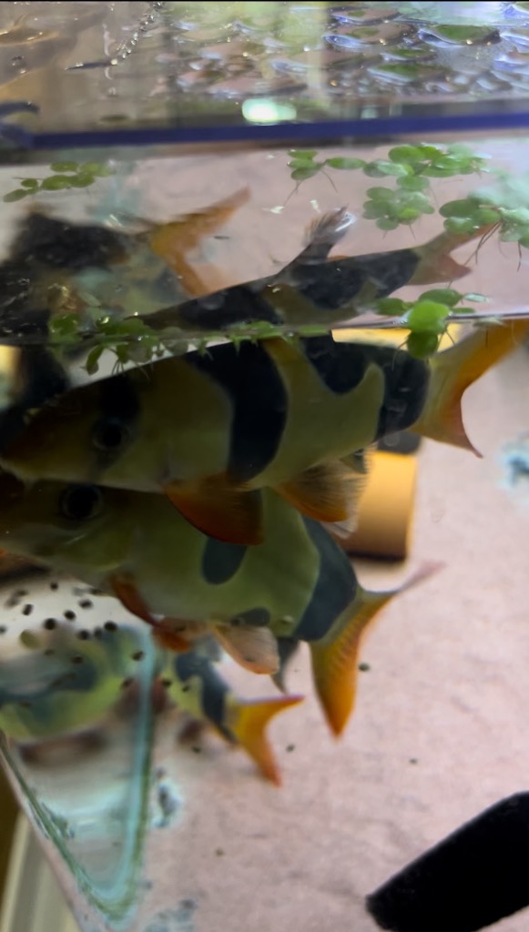 全体のレビュー画像 | 2-0