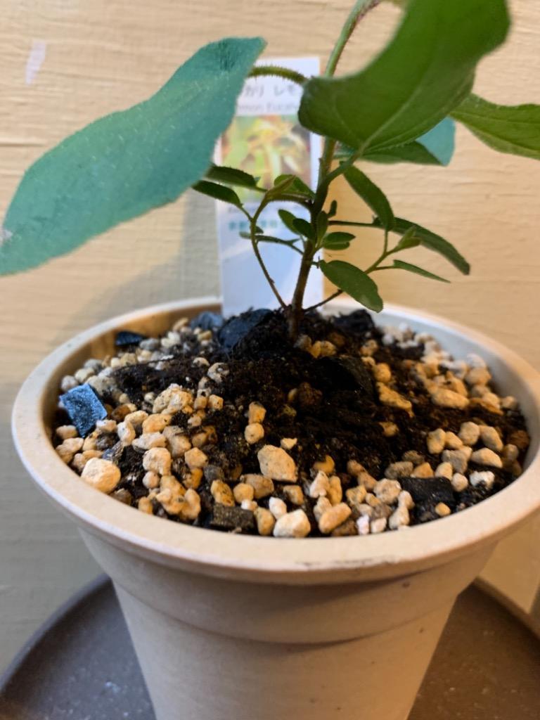 ユーカリさま　3苗 Amazon｜ユーカリの木 苗3株 セット販売｜観葉植物 オンライン通販
