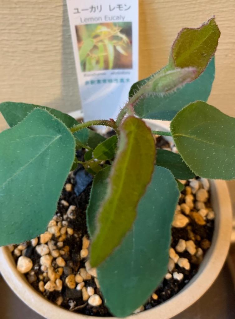 観葉植物）ユーカリ レモンユーカリ 3号（1ポット） 家庭菜園