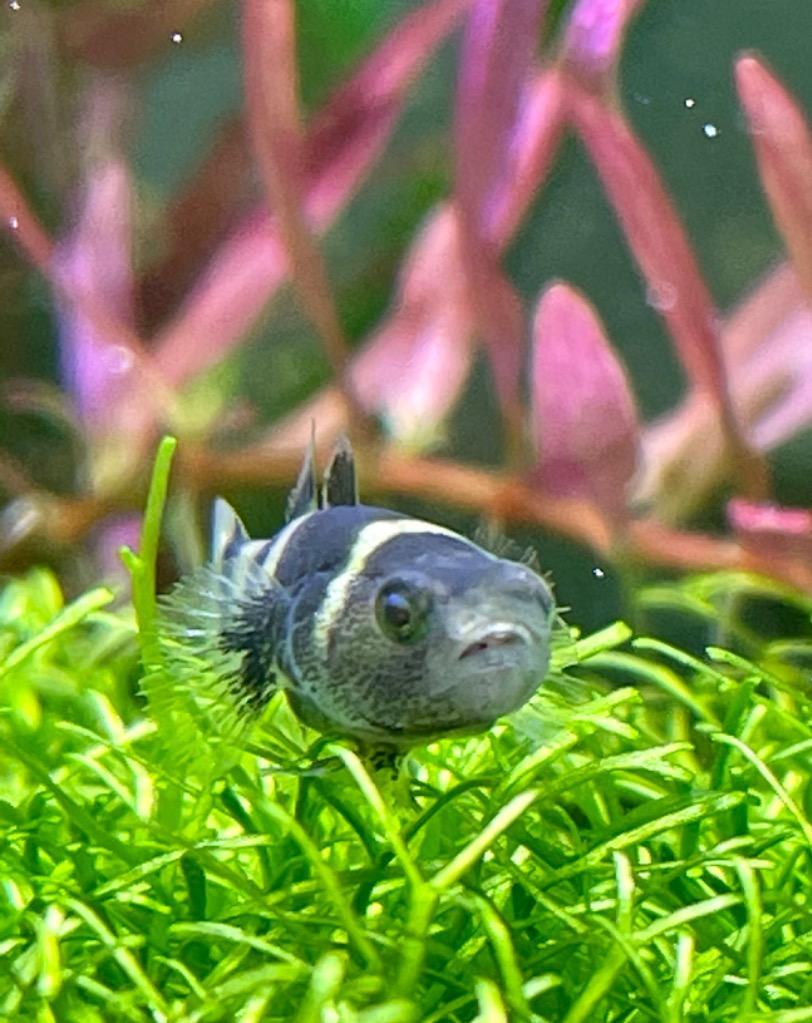 ヴィンテージ エナメル/七宝の大きな熱帯魚/フィッシュのチャーム チャーム フィッシュ2 ゴールド – 貴和製作所オンラインストア