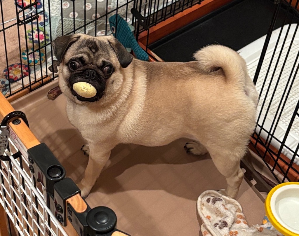 ロイヤルカナン（ROYAL CANIN） パグ 成犬・高齢犬用 1．5kg×5袋