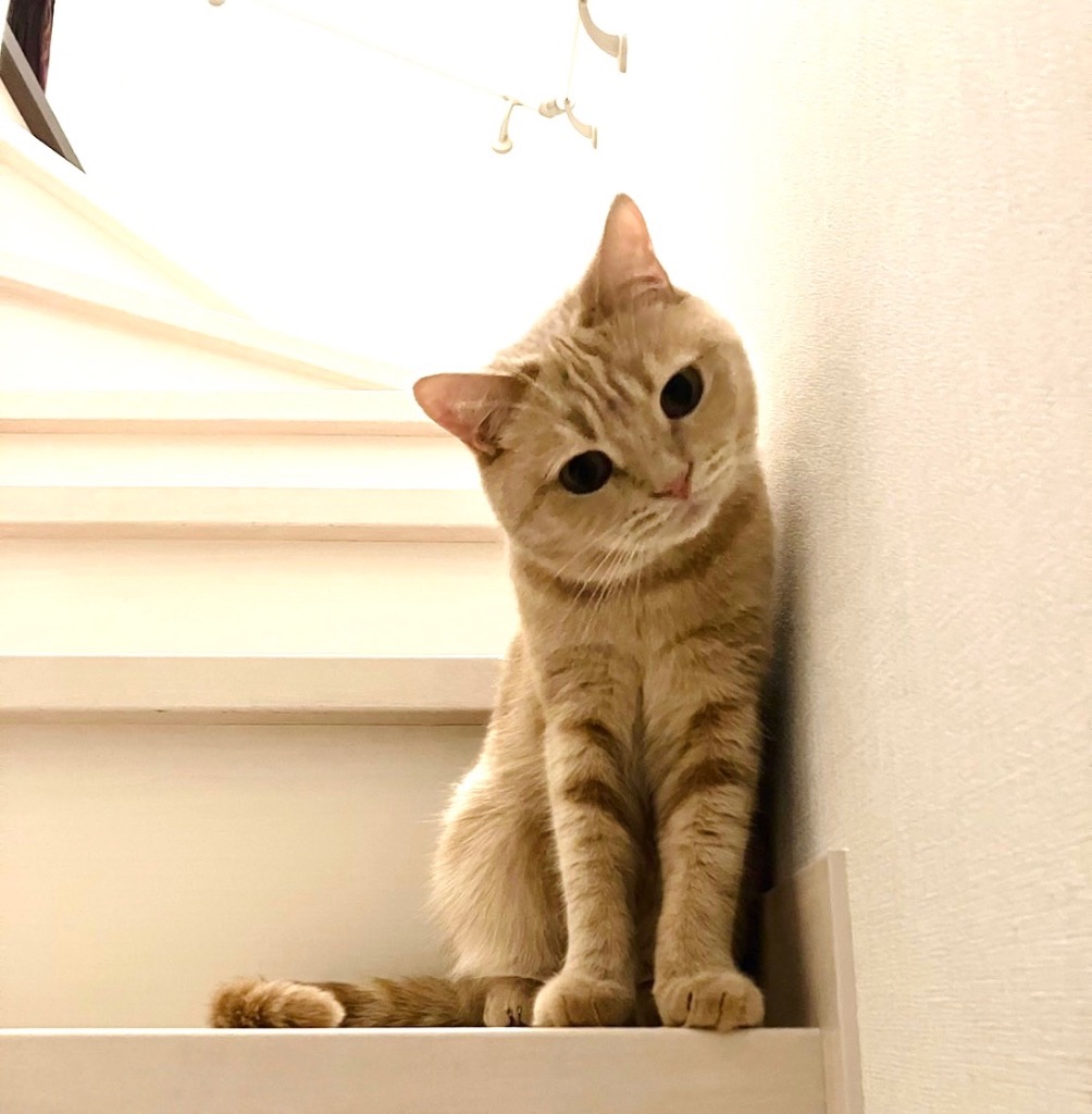 全体のレビュー画像 | 0-1