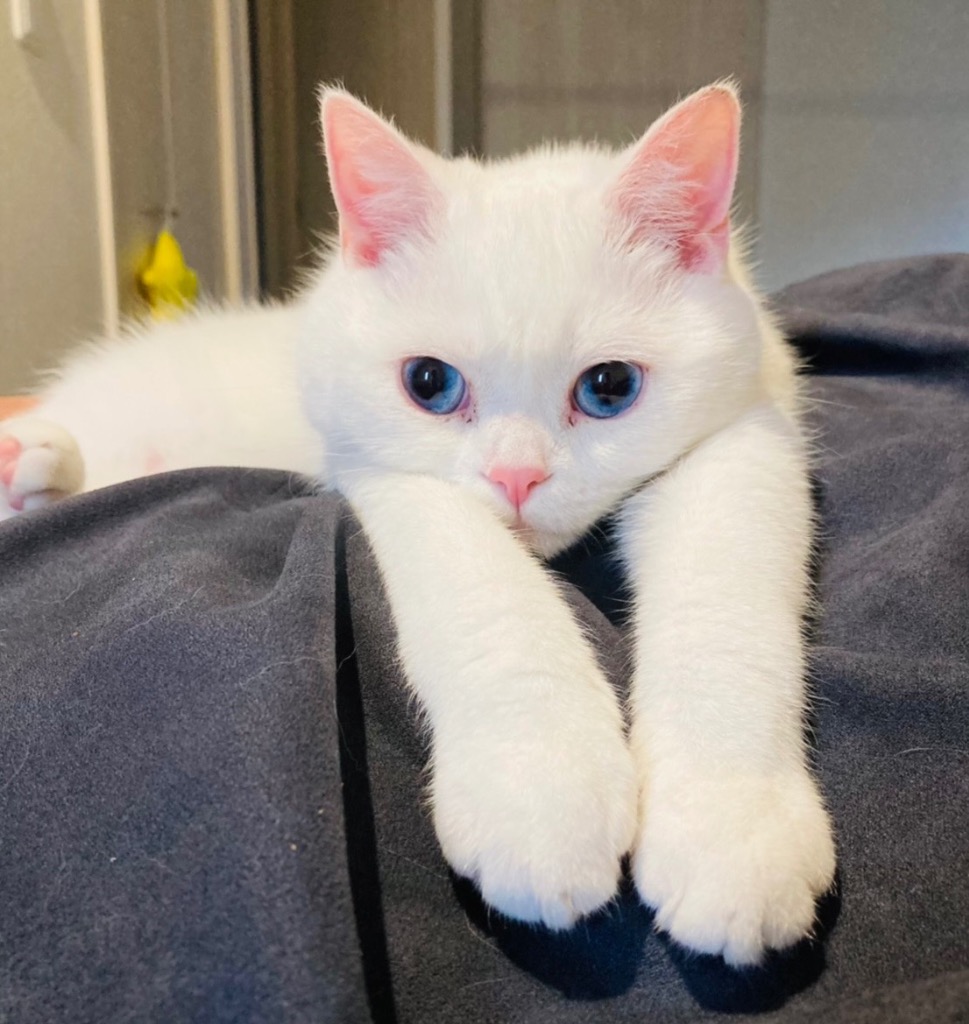 全体のレビュー画像 | 0-0