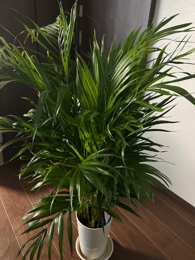 チャーム（charm） （観葉植物）大型 インテリア ヤシ アレカヤシ 7号