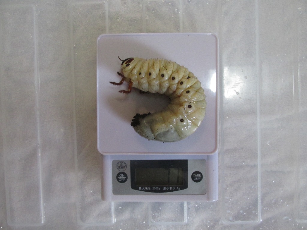 Qbox クワガタ、カブトムシの幼虫飼育容器 chanet_45085