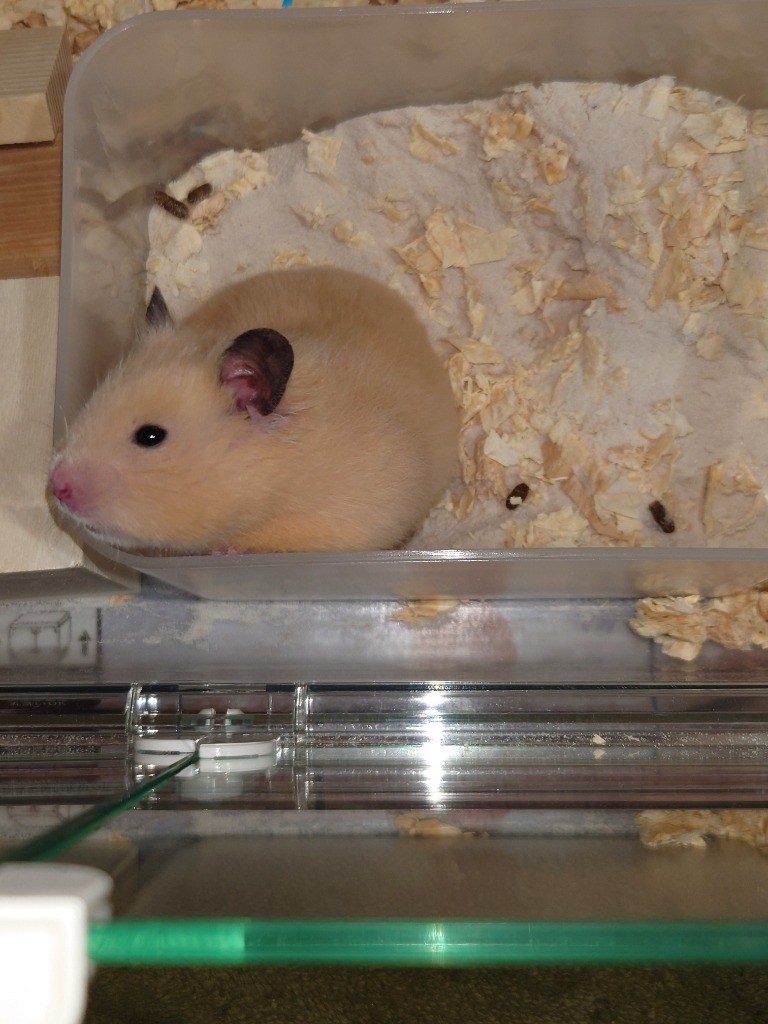 マルカン 天然消臭ダニよけマット ミントの香り 10L×6 小動物 敷材
