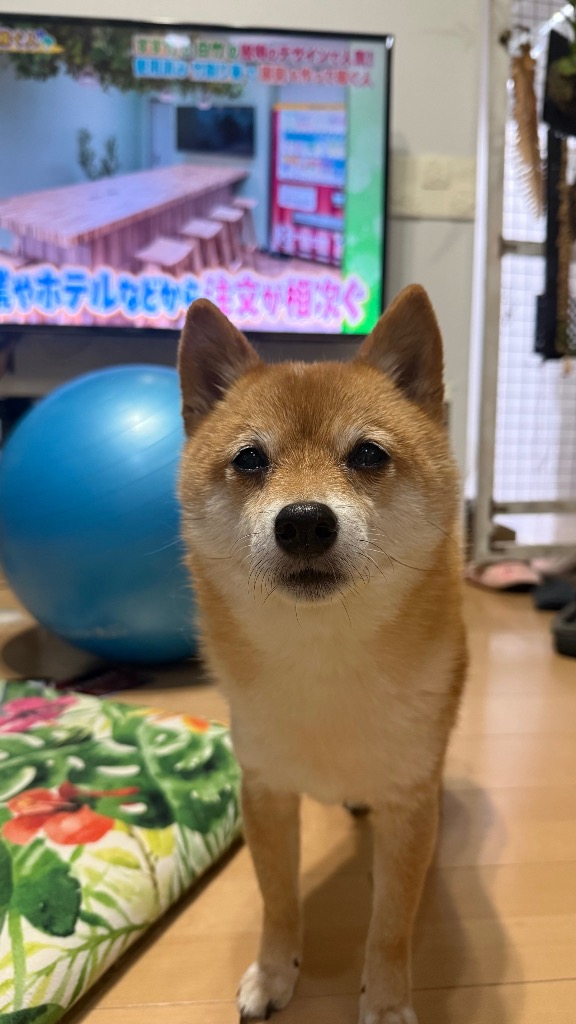 全体のレビュー画像 | 0-0