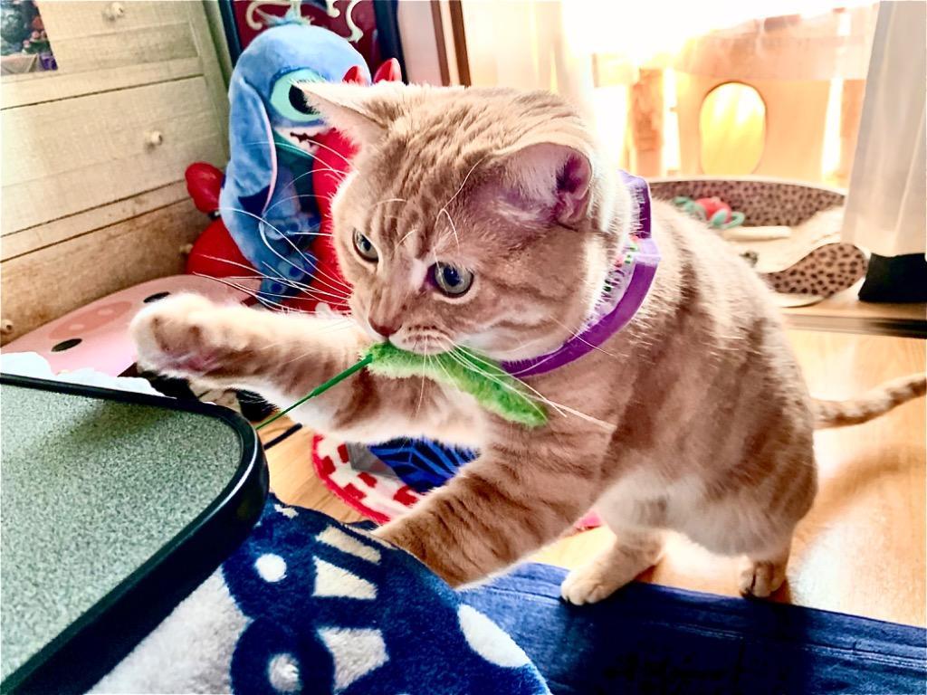 じゃれ猫 猫じゃらし キャティーマン じゃれ猫 猫のお遊び草 5本 猫