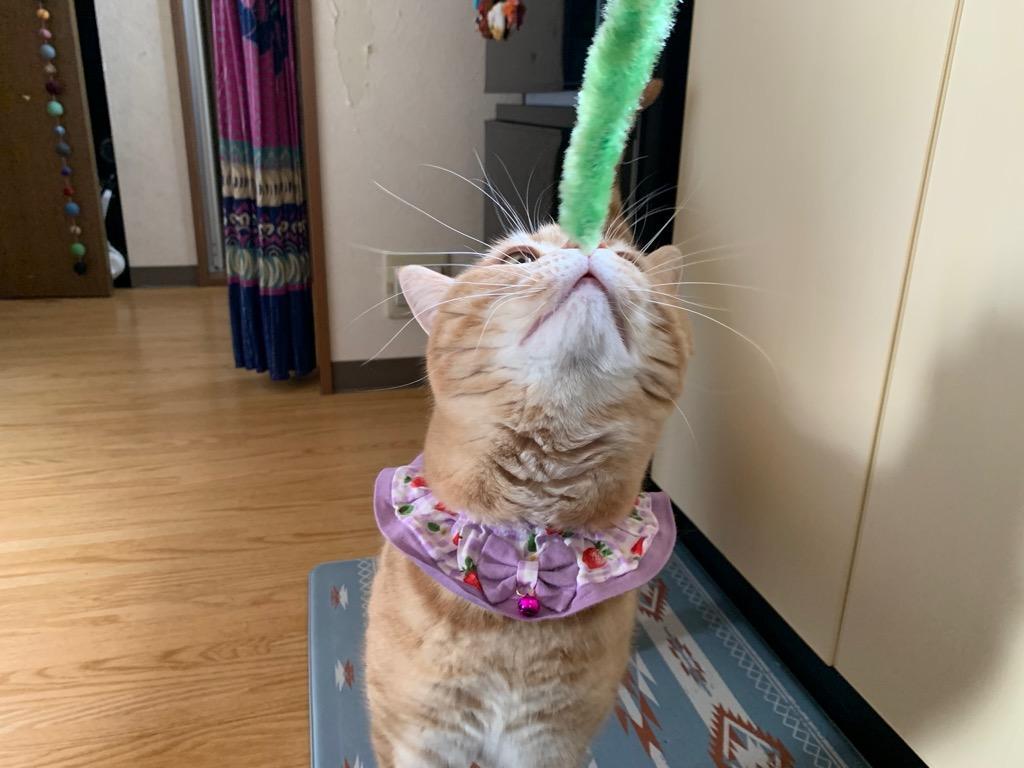 じゃれ猫 猫じゃらし キャティーマン じゃれ猫 猫のお遊び草 5本 猫
