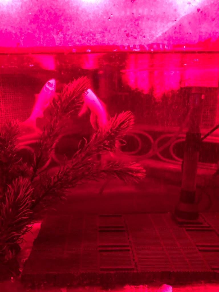 GEX クリアLEDパワー3 600 60cm水槽用照明 ライト 熱帯魚 水草 :186601:チャーム charm ヤフー店 - 通販 - Yahoo!ショッピング