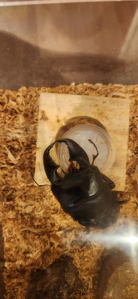 全体のレビュー画像 | 1-0