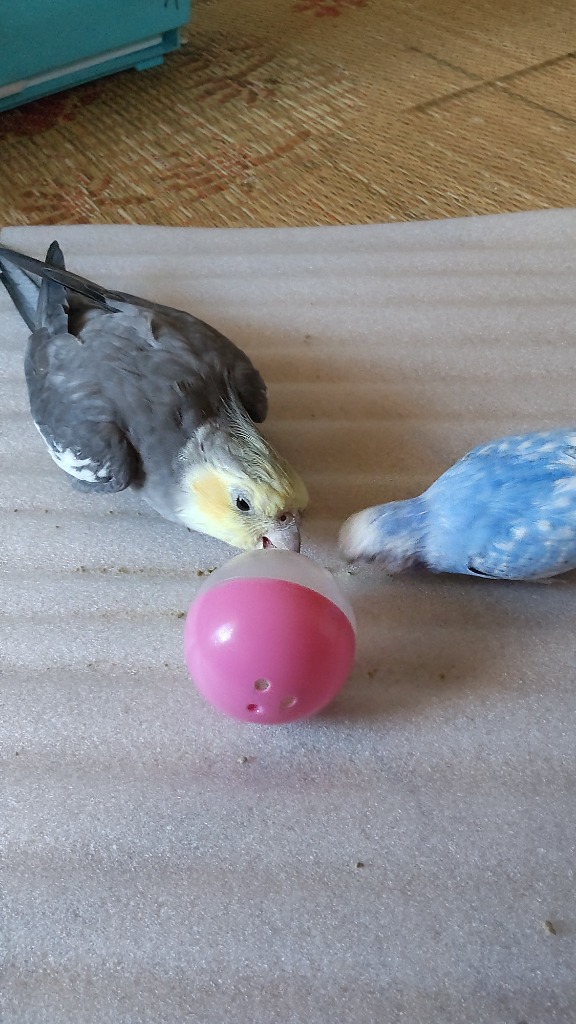 レビュー画像