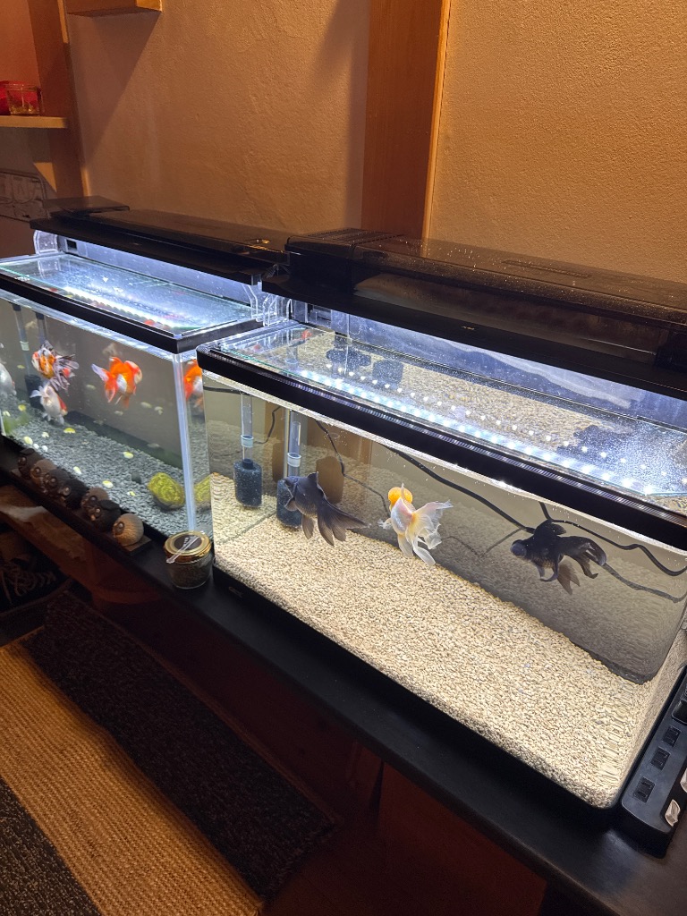 ラピレス GEX ラピレスRV60GT LEDセット 60cm