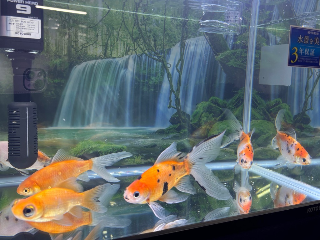 コトブキ工芸 水槽セット アクアリスト450M 観賞魚 LED