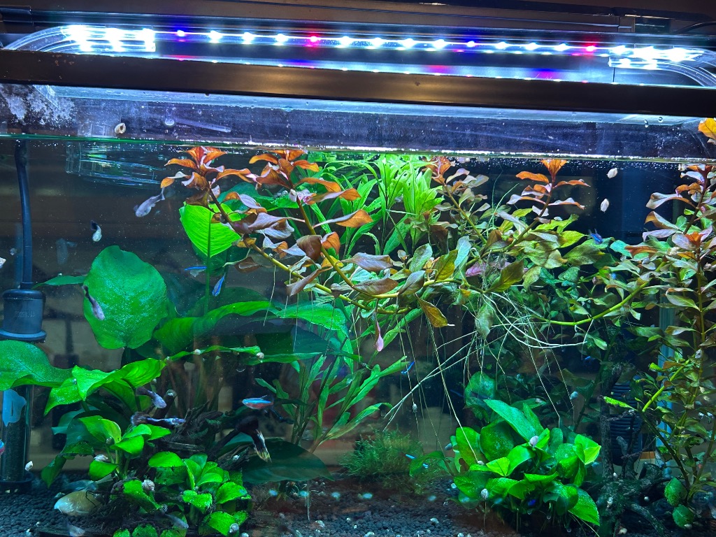 コトブキ工芸 コトブキ工芸 水槽セット アクアリスト600S