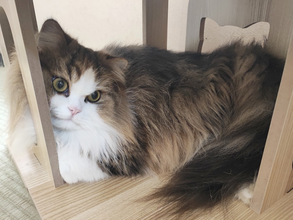 全体のレビュー画像 | 6-0