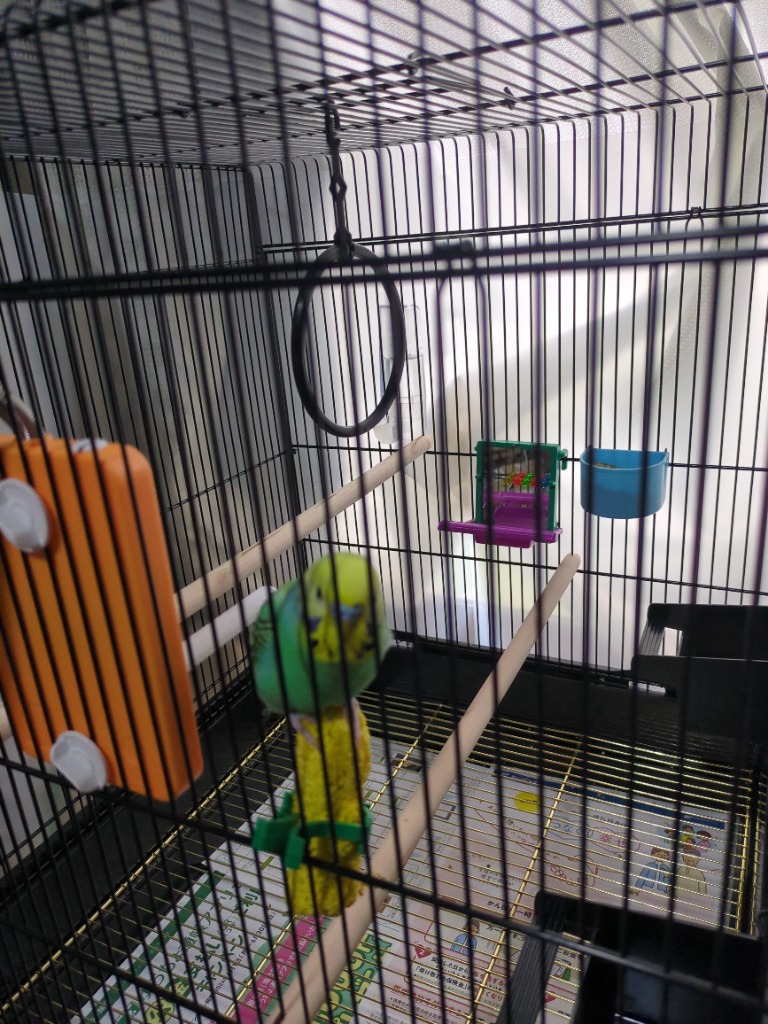 マルカン 鳥籠 マルカン バードパレス キング （47．5×47