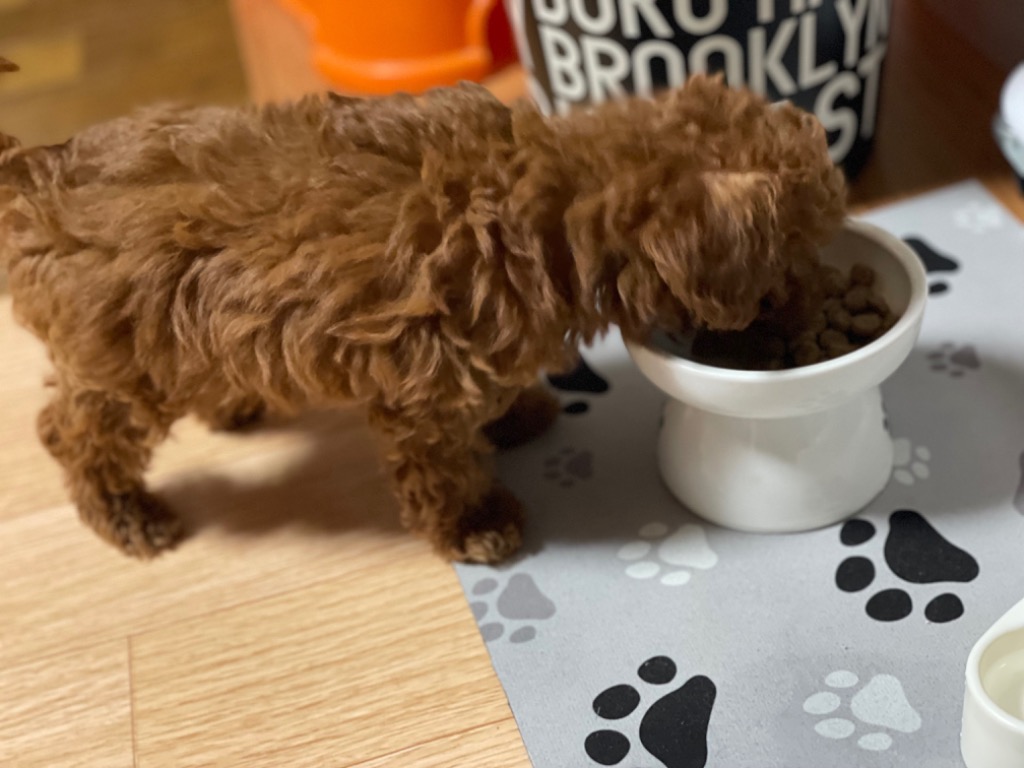 1件目のレビュー画像 | 0