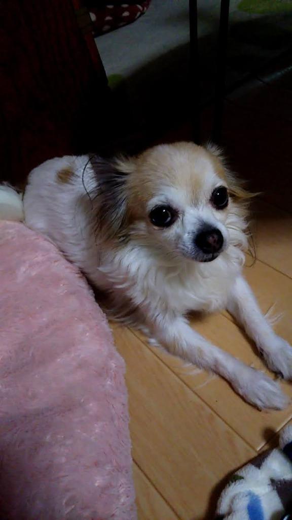 ロイヤルカナン ミニ インドア アダルト 成犬用 ８ｋｇ