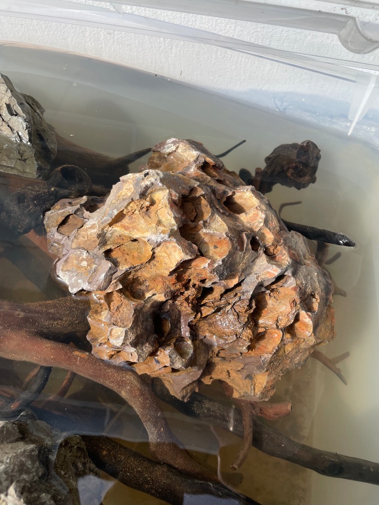 陽火石 10kg 約5〜30cm 60cm水槽向け 形状お任せ