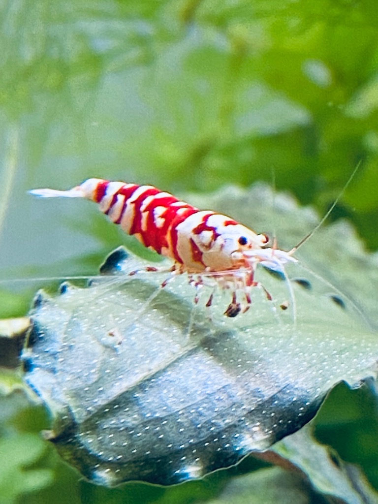 Marfied マーフィード シュリンプ用コットン＆カーボン