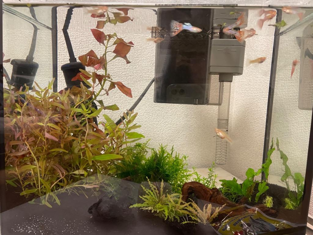 全体のレビュー画像 | 1-0