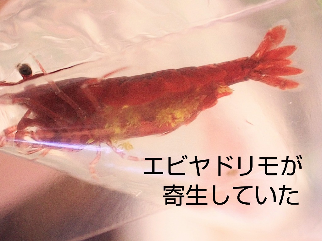 全体のレビュー画像 | 0-0