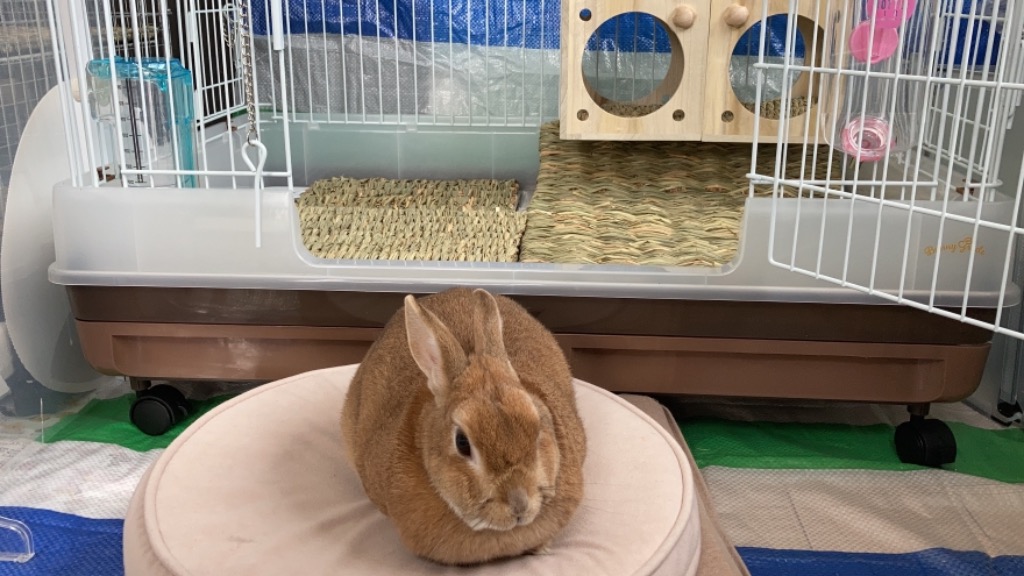 マルカン うさちゃんの自然派マット M 小動物 牧草マット 牧草用品