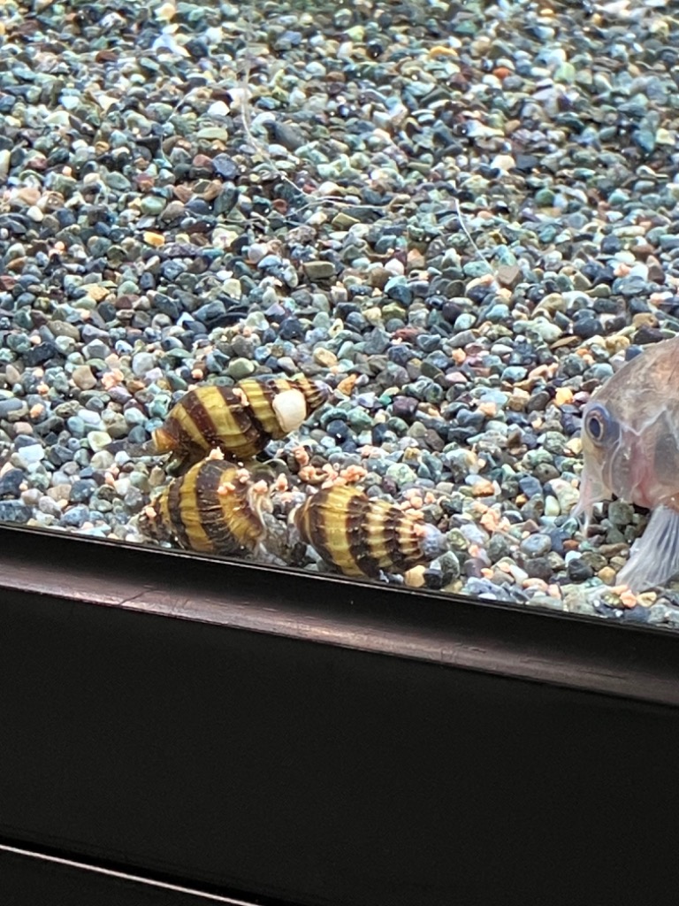 全体のレビュー画像 | 2-4