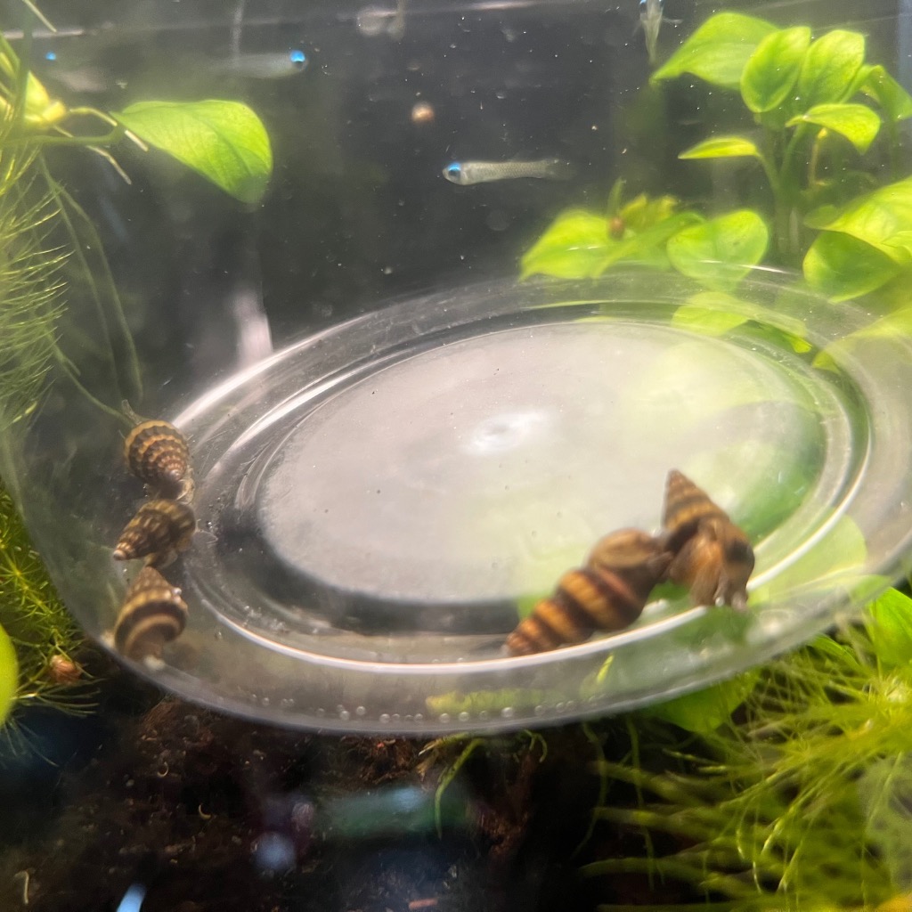 全体のレビュー画像 | 1-0